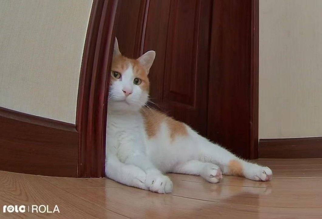 精打细算的年轻人却愿意花大钱让宠物过上“智能生活”(图1)